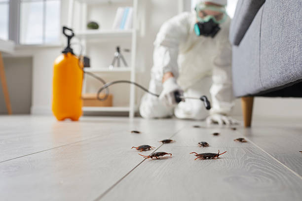Commercial Kitchen Cockroach Control in Morton